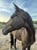 Horse ad
