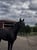 Horse ad