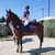 Annuncio cavallo