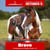 Paardadvertentie