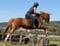 Annuncio cavallo