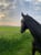 Horse ad