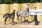 Horse ad