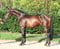Paardadvertentie