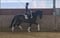 Annuncio cavallo