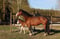Annuncio cavallo