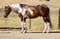 Annuncio cavallo