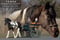 Annonce cheval