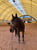 Annuncio cavallo