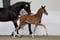 Annuncio cavallo