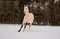 Horse ad