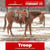 Annuncio cavallo