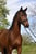 Horse ad