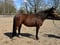 Annuncio cavallo