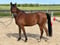 Annuncio cavallo
