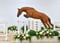 Annuncio cavallo