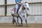 Annuncio cavallo