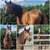 Annuncio cavallo