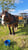 Horse ad