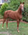 Horse ad