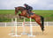 Horse ad