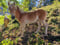 Pferdeinserat