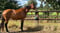 Anuncio de caballos