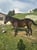 Horse ad