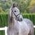Annuncio cavallo