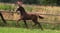 Horse ad
