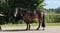 Annuncio cavallo