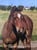 Horse ad