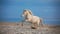 Annuncio cavallo