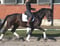 Horse ad