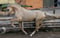Horse ad