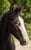 Horse ad