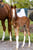 Horse ad