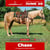 Annuncio cavallo