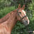 Annuncio cavallo