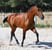 Horse ad