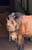 Horse ad