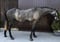 Annuncio cavallo