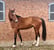 Annuncio cavallo