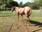 Anuncio de caballos