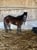 Horse ad