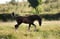 Horse ad