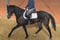 Annonce cheval