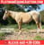 Horse ad