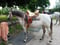 Horse ad
