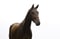 Annuncio cavallo
